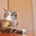 これが無料で使えるって！？WordPressの無料おすすめテーマ5選！