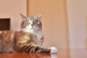 これが無料で使えるって！？WordPressの無料おすすめテーマ5選！